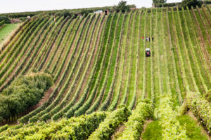 Vinaři Slovácka už brzy otevřou. Koštovat se bude ve sklepech i ve vinicích FOTO