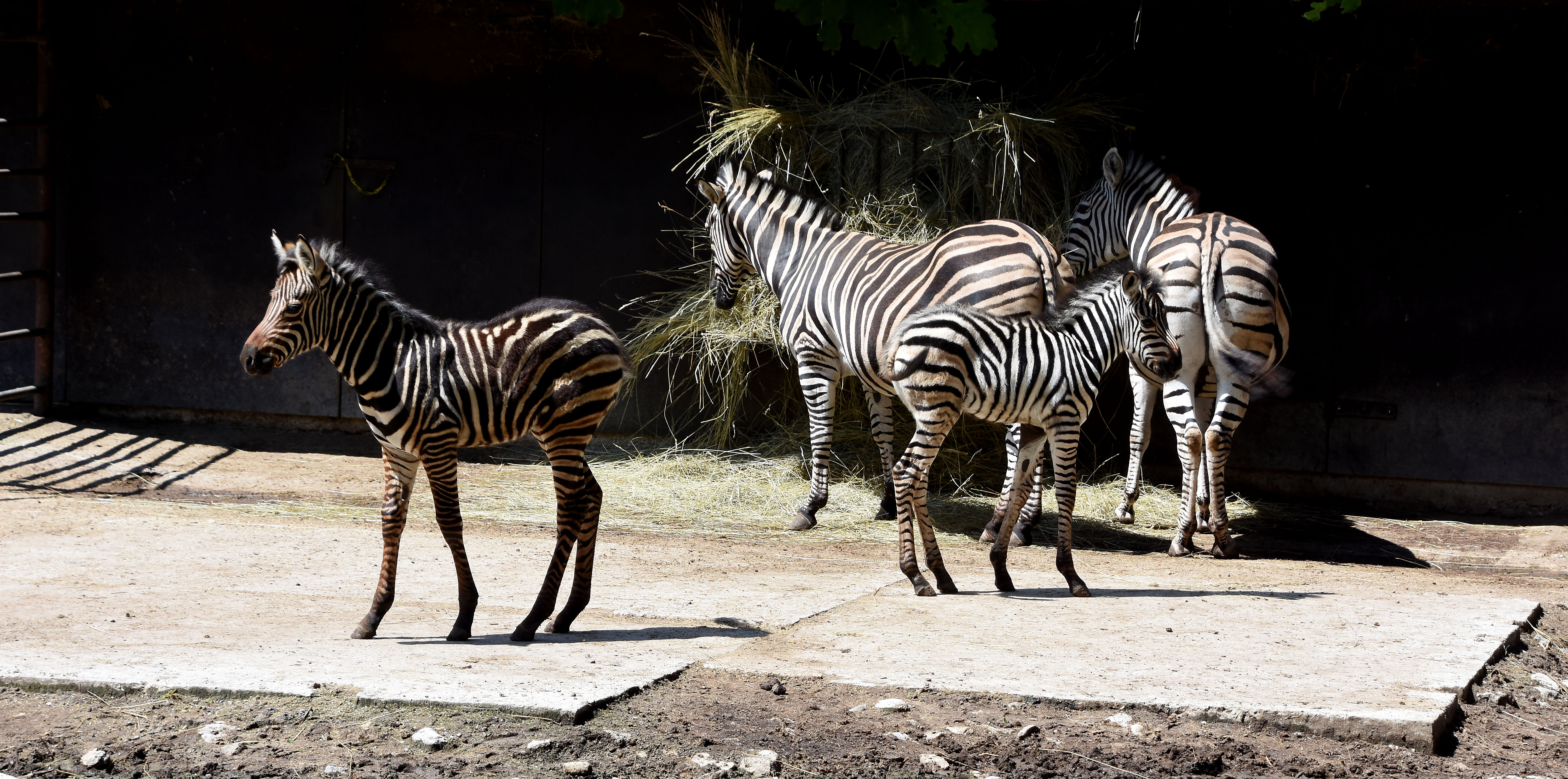 Zoo Hodonín má už třetí jarní mládě u zeber