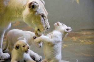 Fanoušci zoo mohou vzácná lvíčata zatím sledovat jen na internetu FOTO