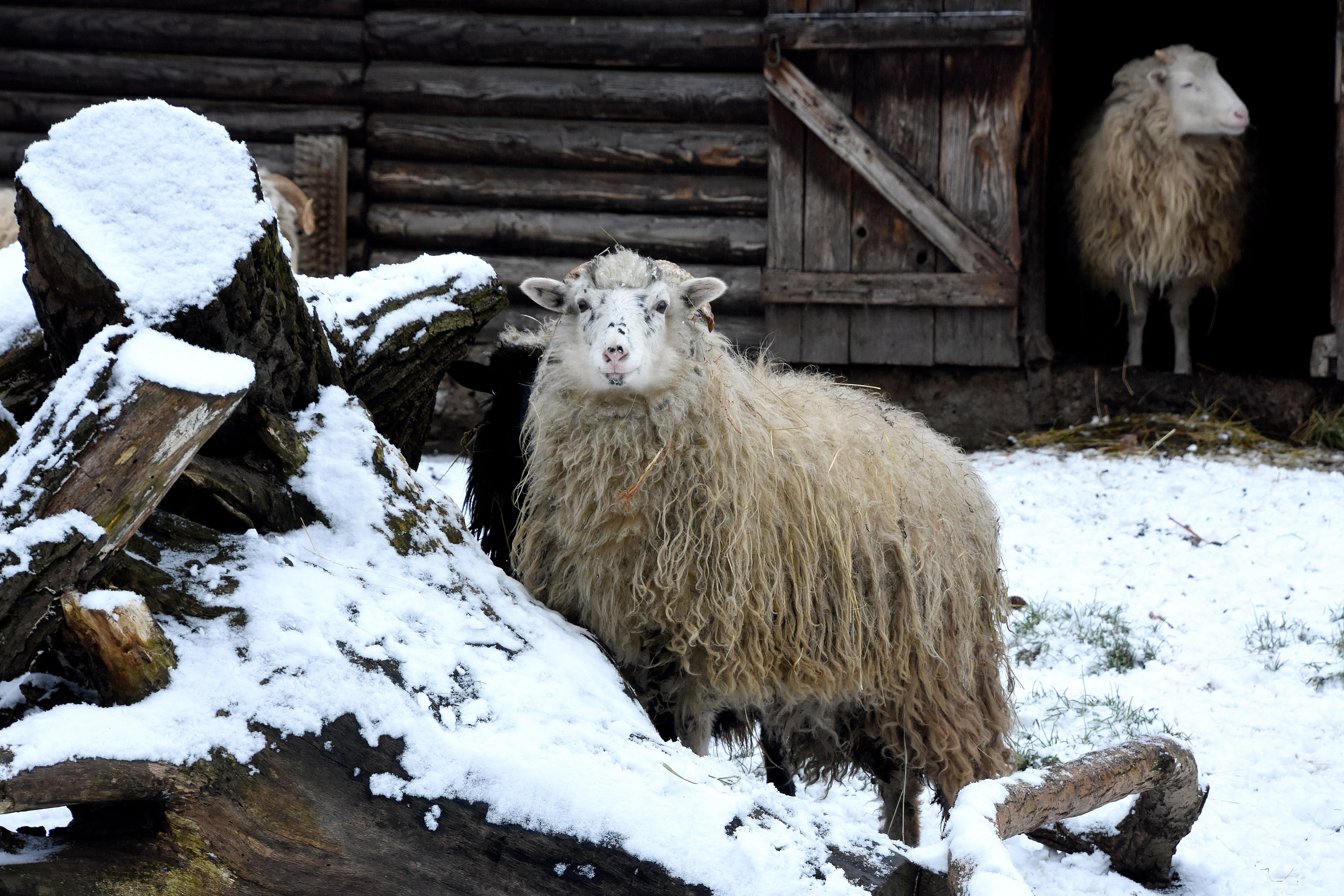 Hodonínská zoo se chystá na novou sezonu. V té loňské jí covid sebral téměř 50 000 návštěvníků