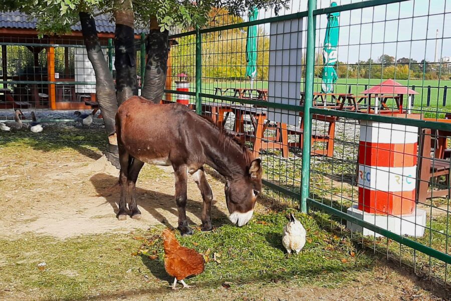 Plujeme nakrmit osla Medarda! FOTO