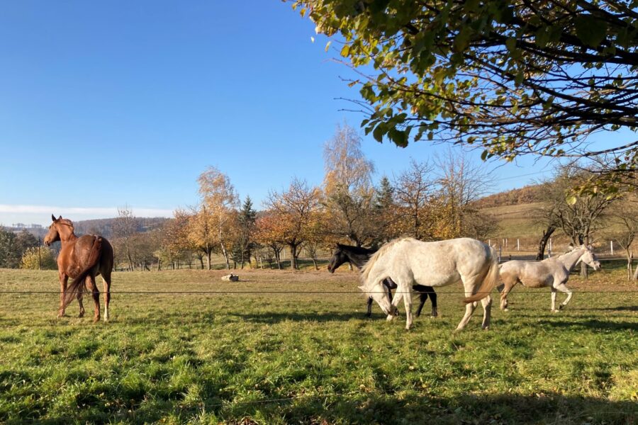 Procházka v Chřibech: kolem Břestecké skály, Buchlovského kamene i hradu Buchlov FOTO