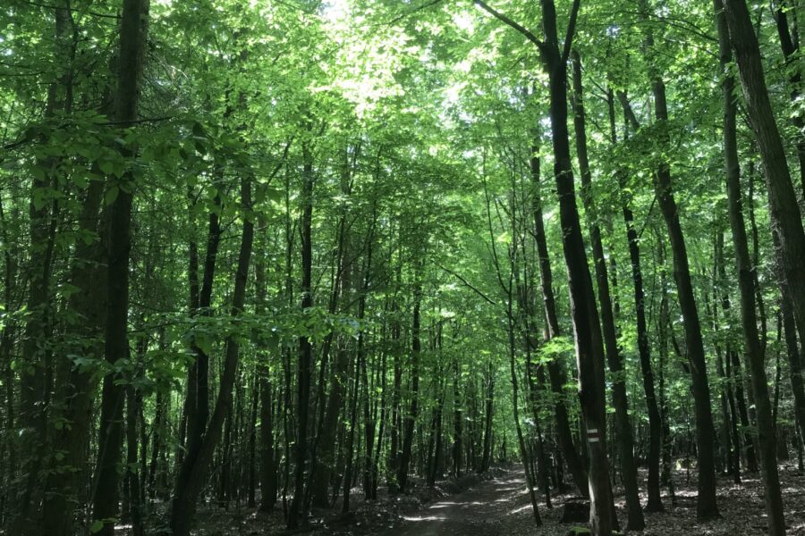 Přes vrcholy Chřibů až do podhradí Buchlova FOTO