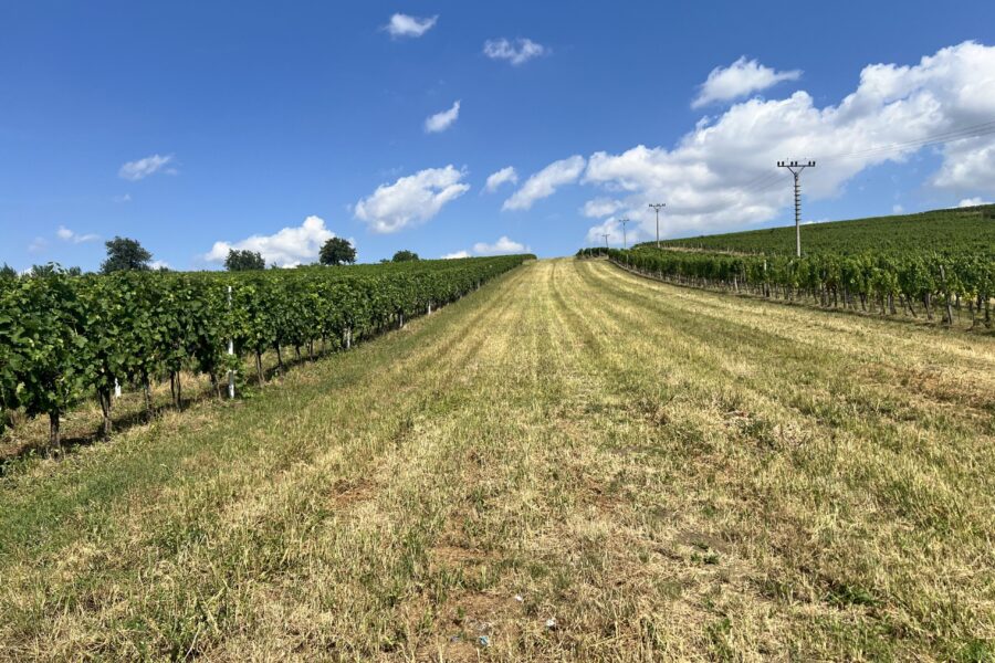 Piknik ve vinohradě FOTO